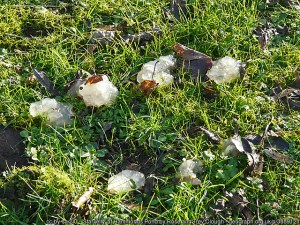 image of the blob on the ground!