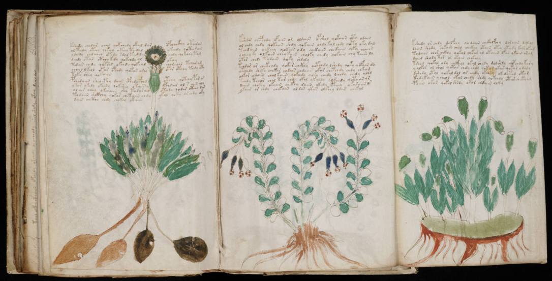 Foldout in the Voynich Manuscript